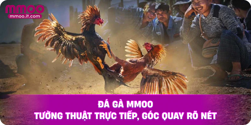 Đá Gà MMOO tường thuật trực tiếp, góc quay rõ nét